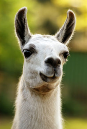 llama