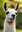 llama