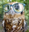 HipsterOwl