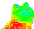 Rainbow Frog