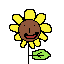 sun flower 