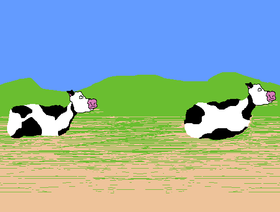moo cows