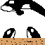 orca