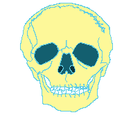 Skull (Base)