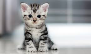 gato original
