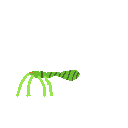 Grass_Spider