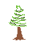 A simple pine tree 2