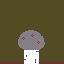 shroom nft