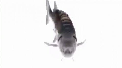 fishshish