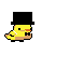 pato cuacua